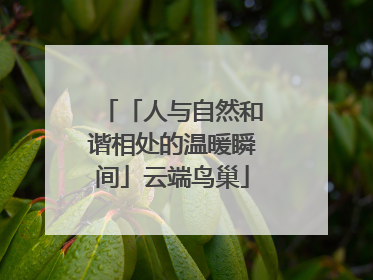 「人与自然和谐相处的温暖瞬间」云端鸟巢