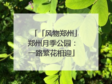 「风物郑州」郑州月季公园：一路繁花相迎