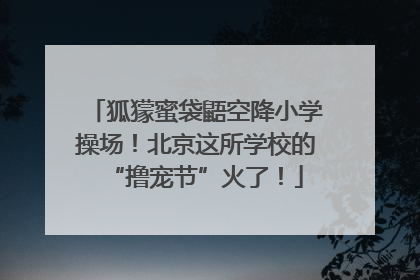狐獴蜜袋鼯空降小学操场！北京这所学校的“撸宠节”火了！