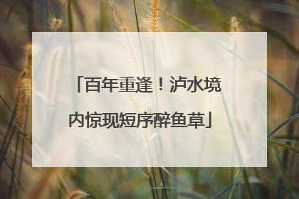 百年重逢！泸水境内惊现短序醉鱼草