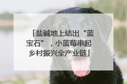盐碱地上结出“蓝宝石”，小蓝莓串起乡村振兴全产业链