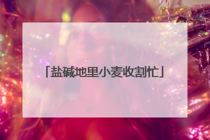 盐碱地里小麦收割忙