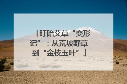 盱眙艾草“变形记”：从荒坡野草到“金枝玉叶”