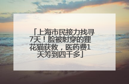 上海市民接力找寻7天！脸被射穿的狸花猫获救，医药费1天筹到四千多