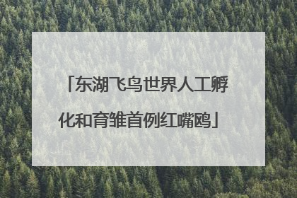 东湖飞鸟世界人工孵化和育雏首例红嘴鸥