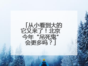 从小看到大的它又来了！北京今年“吊死鬼”会更多吗？