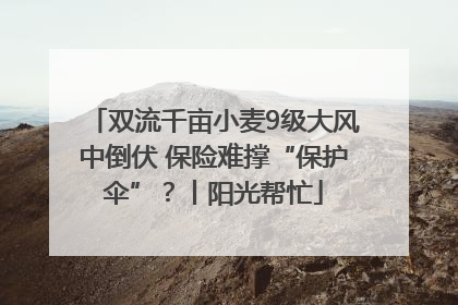 双流千亩小麦9级大风中倒伏 保险难撑“保护伞”？丨阳光帮忙