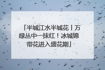 半城江水半城花丨万绿丛中一抹红！冰城锦带花进入盛花期