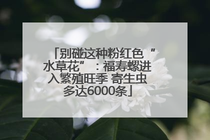 别碰这种粉红色“水草花”：福寿螺进入繁殖旺季 寄生虫多达6000条