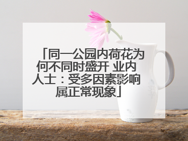 同一公园内荷花为何不同时盛开 业内人士：受多因素影响 属正常现象