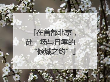 在首都北京，赴一场与月季的“倾城之约”