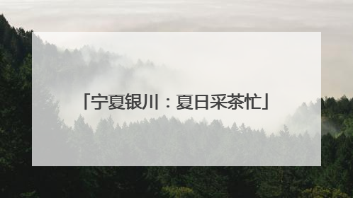 宁夏银川：夏日采茶忙