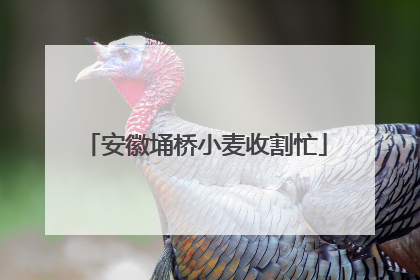 安徽埇桥小麦收割忙