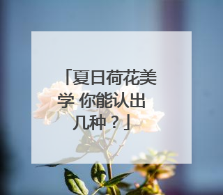 夏日荷花美学 你能认出几种？