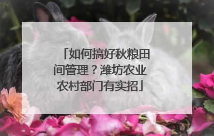 如何搞好秋粮田间管理？潍坊农业农村部门有实招