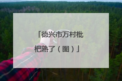 德兴市万村枇杷熟了（图）