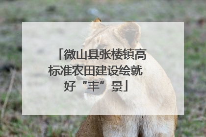 微山县张楼镇高标准农田建设绘就好“丰”景