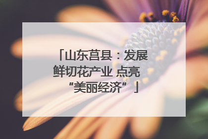 山东莒县：发展鲜切花产业 点亮“美丽经济”