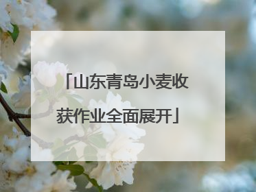 山东青岛小麦收获作业全面展开