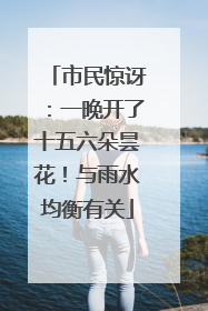 市民惊讶：一晚开了十五六朵昙花！与雨水均衡有关