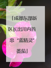 成都东部新区长出川内首串“蓝精灵”番茄