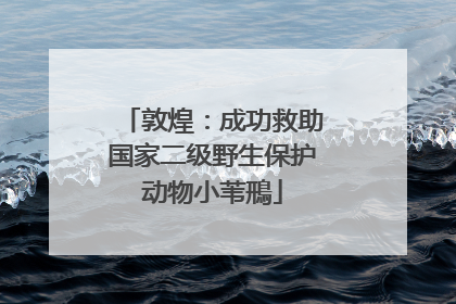 敦煌：成功救助国家二级野生保护动物小苇鳽