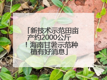 新技术示范田亩产约2000公斤！海南甘薯示范种植有好消息