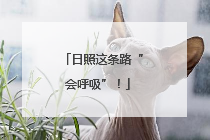 日照这条路“会呼吸”！
