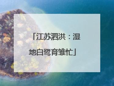 江苏泗洪：湿地白鹭育雏忙