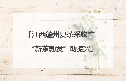 江西赣州夏茶采收忙 “新茶勃发”助振兴
