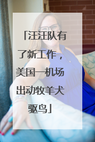 汪汪队有了新工作，美国一机场出动牧羊犬驱鸟