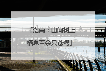 洛南：山间树上栖息百余只苍鹭