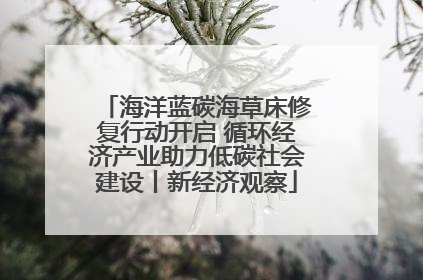 海洋蓝碳海草床修复行动开启 循环经济产业助力低碳社会建设丨新经济观察