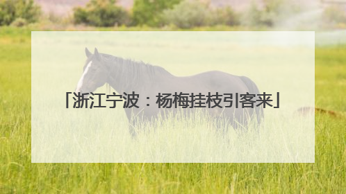 浙江宁波：杨梅挂枝引客来