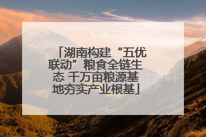 湖南构建“五优联动”粮食全链生态 千万亩粮源基地夯实产业根基