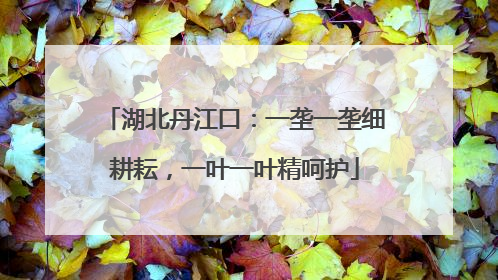 湖北丹江口：一垄一垄细耕耘，一叶一叶精呵护