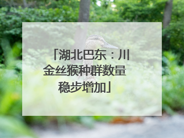 湖北巴东：川金丝猴种群数量稳步增加