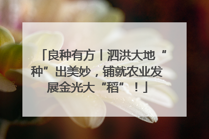 良种有方丨泗洪大地“种”出美妙，铺就农业发展金光大“稻”！