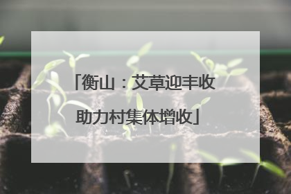 衡山：艾草迎丰收 助力村集体增收