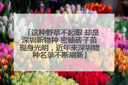 这种野草不起眼 却是深圳新物种 密穗砖子苗现身光明，近年来深圳物种名录不断刷新