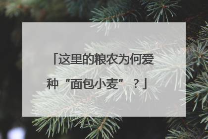 这里的粮农为何爱种“面包小麦”？