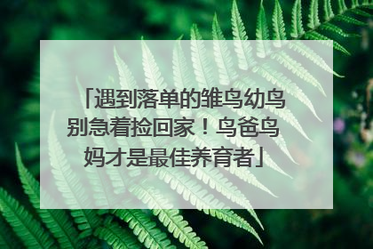 遇到落单的雏鸟幼鸟别急着捡回家！鸟爸鸟妈才是最佳养育者