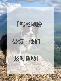 鸳鸯翅膀受伤，他们及时救助