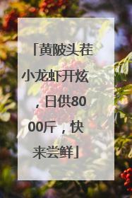 黄陂头茬小龙虾开炫，日供8000斤，快来尝鲜