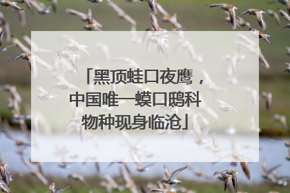 黑顶蛙口夜鹰，中国唯一蟆口鸱科物种现身临沧