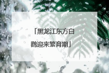黑龙江东方白鹳迎来繁育期