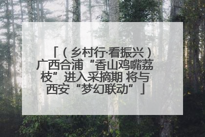 （乡村行·看振兴）广西合浦“香山鸡嘴荔枝”进入采摘期 将与西安“梦幻联动”
